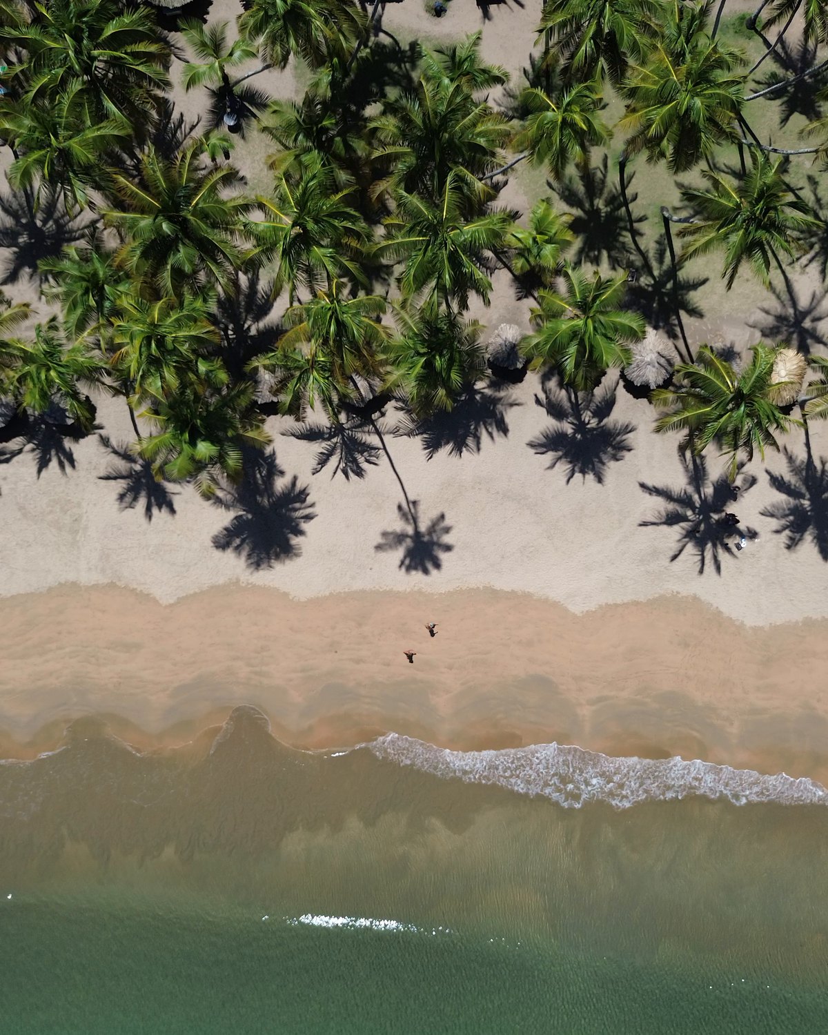 Vista aérea de un palmar sobre una playa de arena clara