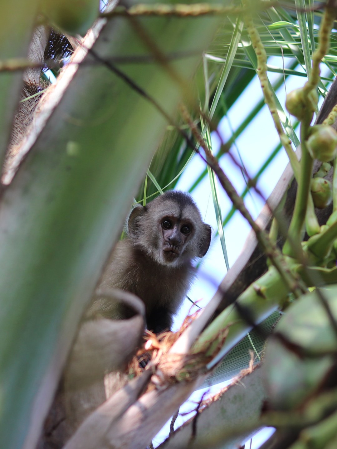 Un mono capuchino asomado entre las palmas de la selva