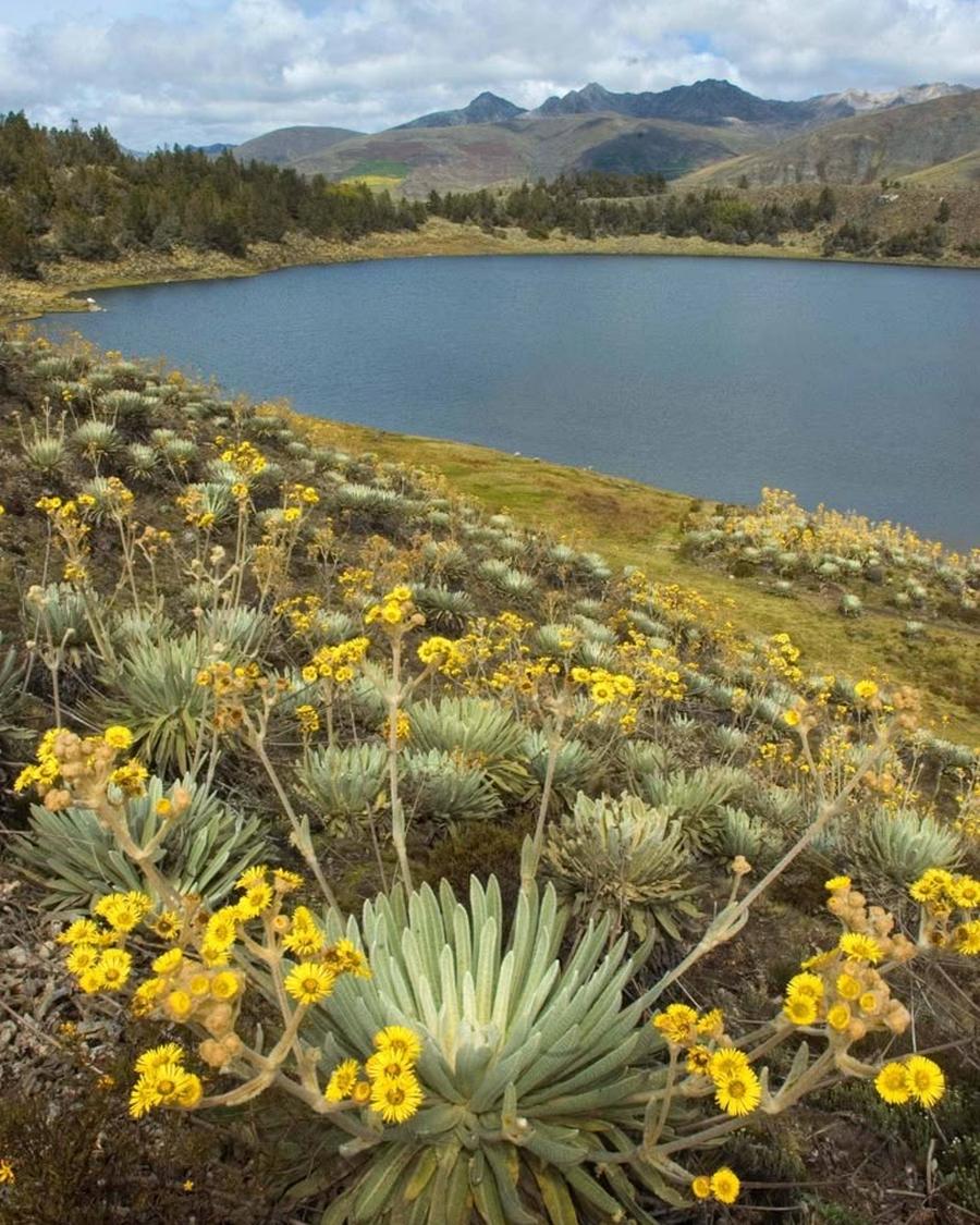 La laguna de Mucubají rodeada de frailejones en flor