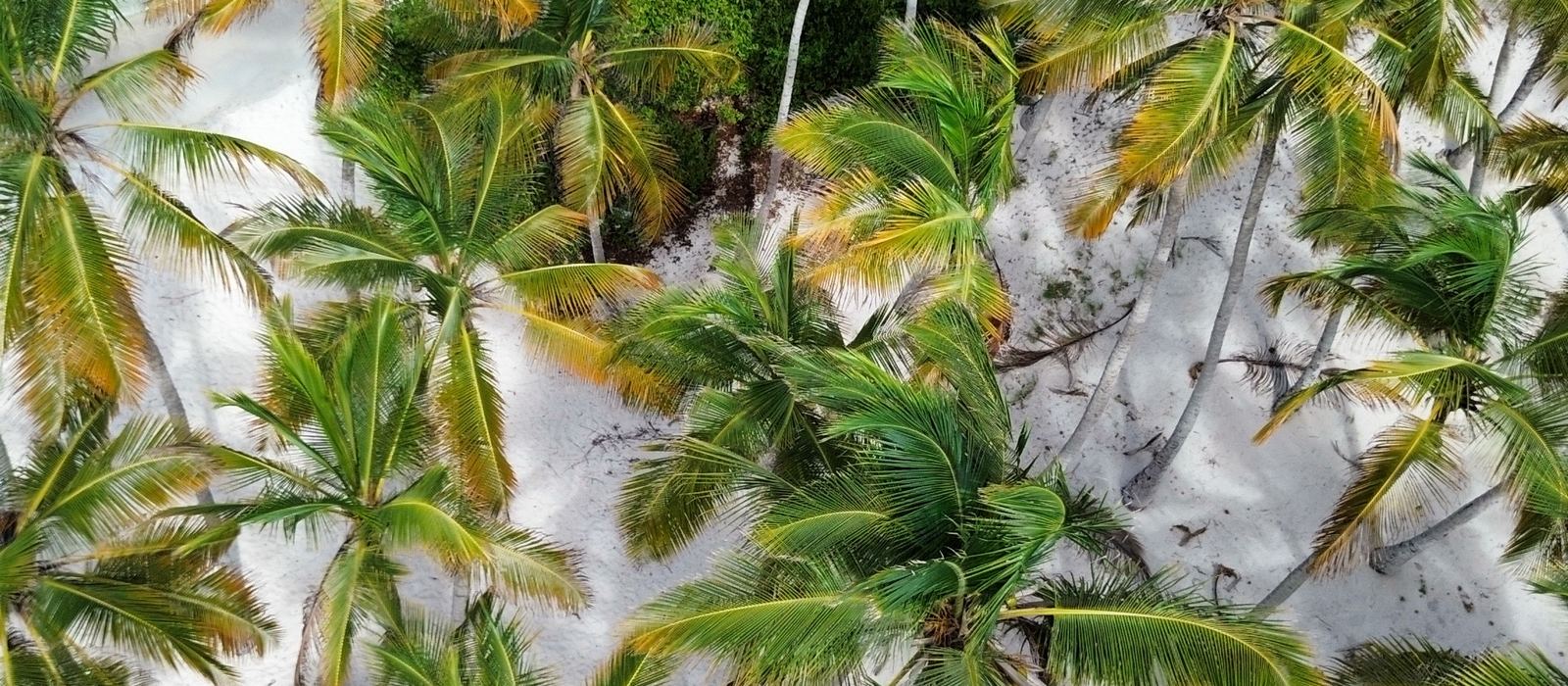 Vista aérea de los cocoteros y la arena blanca de Morrocoy