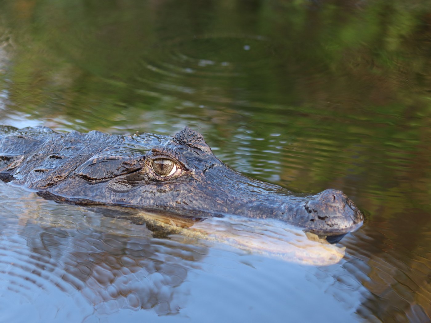 Un caimán asomando en el agua de un caño llanero